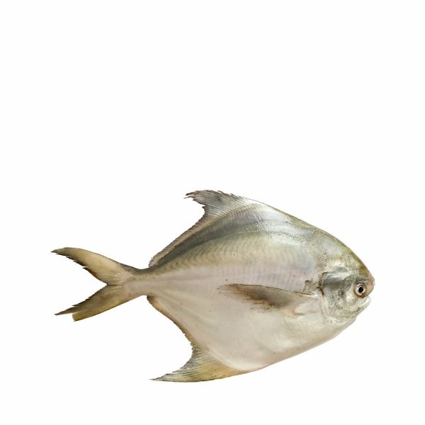 Rupchanda Fish Medium ?30 gm (500 gm)